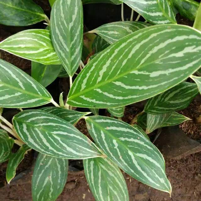 Tanaman hias blanceng zebra - pohon blanceng