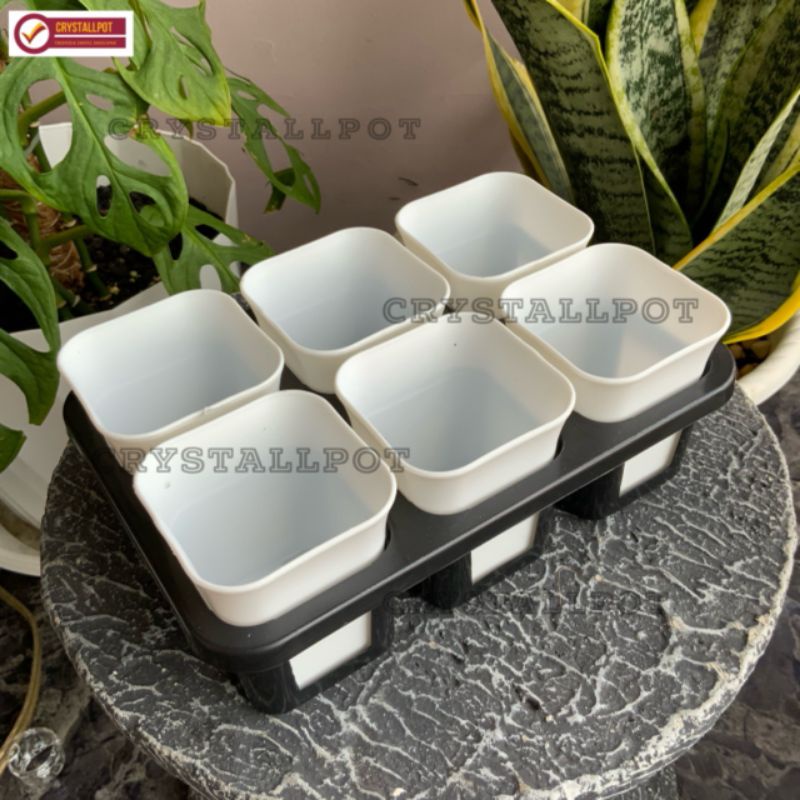 1 set Tray + POT BUNGA NKT KOTAK 7 CM PUTIH | tray semai bibit