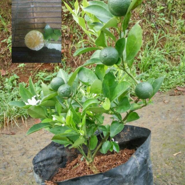 Lemon CUI( Jeruk Kip)