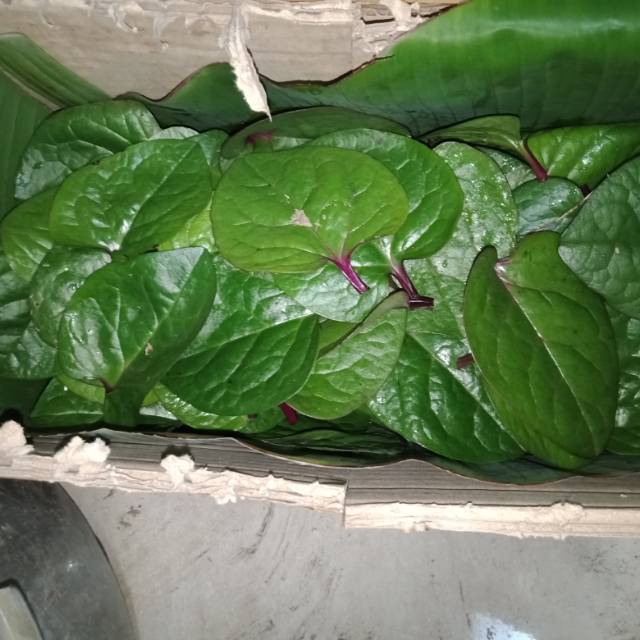 

Daun binahong merah segar 100 gram