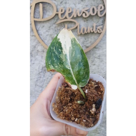 scindapsus jade satin varigata ekonomis 2 ruas batang menor