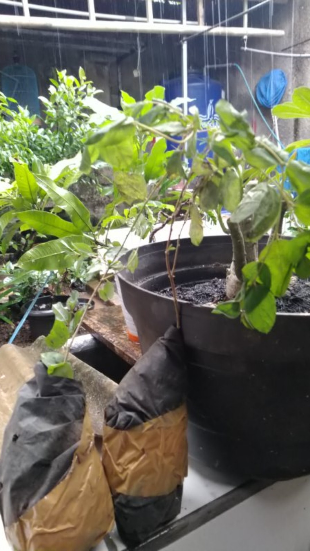 Bibit Daun Bidara Arab/ Pohon Bidara Daun Bidara Untuk Ruqyah