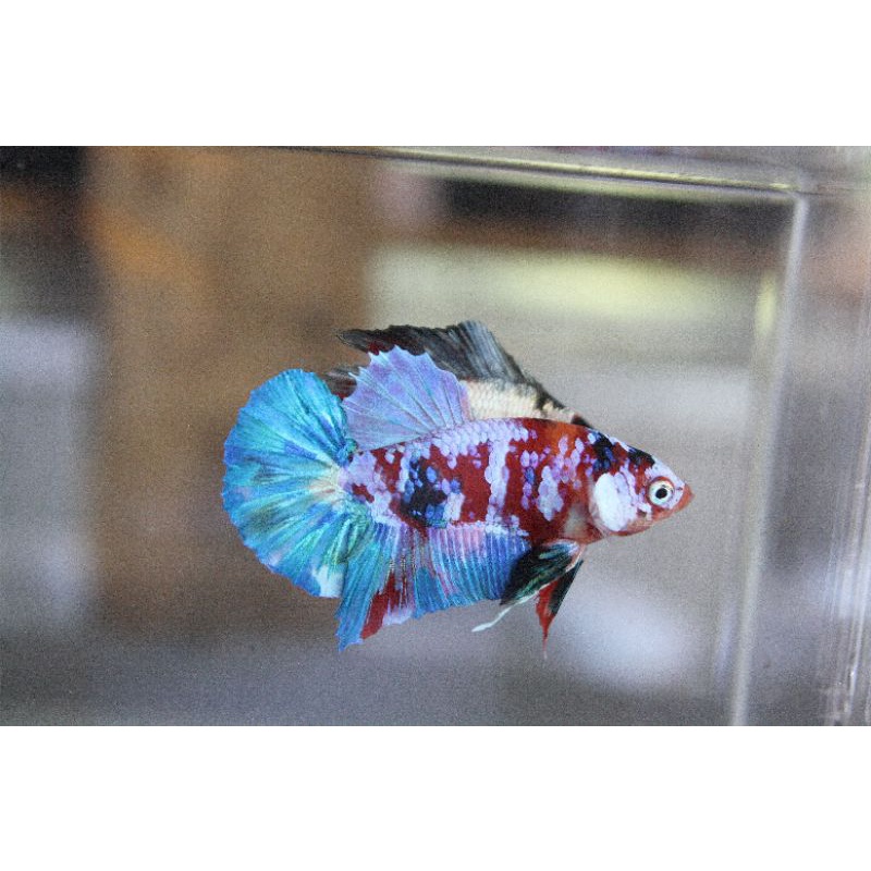 

Ikan MultyCandy