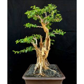 Bonsai Kimeng Sambungan Cahunit Com