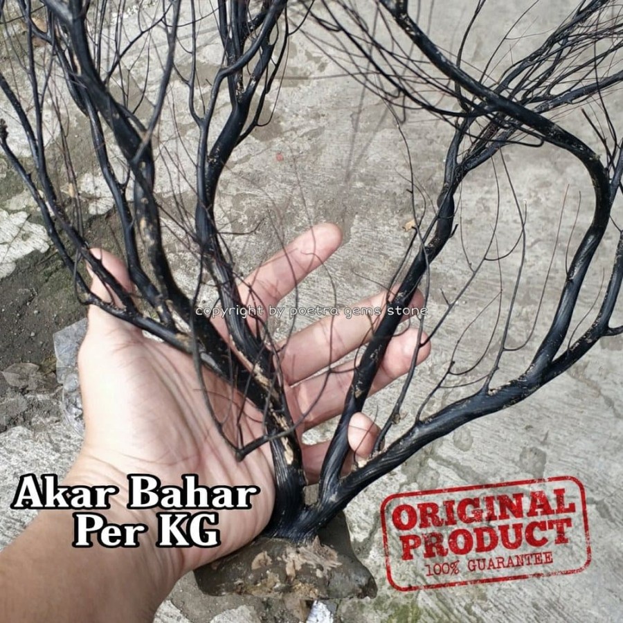 POHON AKAR BAHAR HITAM BAHAN GELANG - CINCIN - KALUNG ORIGINAL