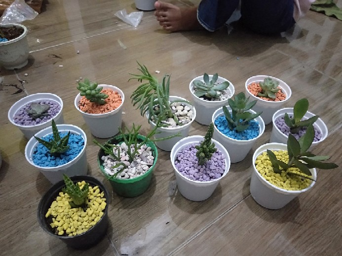 Batu Hias Kaktus Sukulen Warna Warni Murah Ecer Grosir