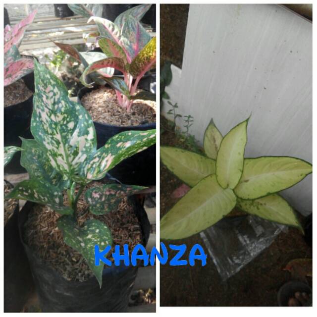 Bibit bunga aglonema