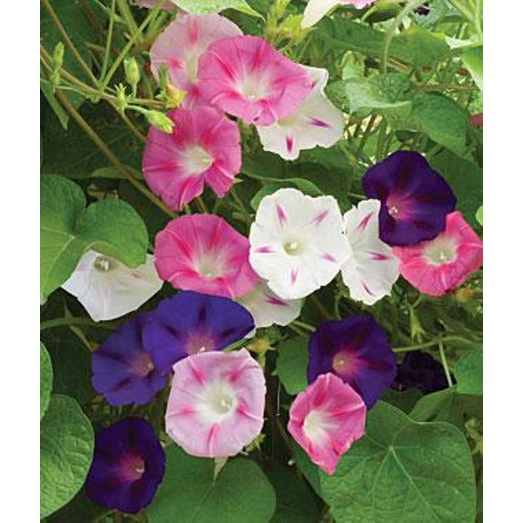 Benih-Bibit Bunga Morning Glory Tall Mix (Haira Seed)