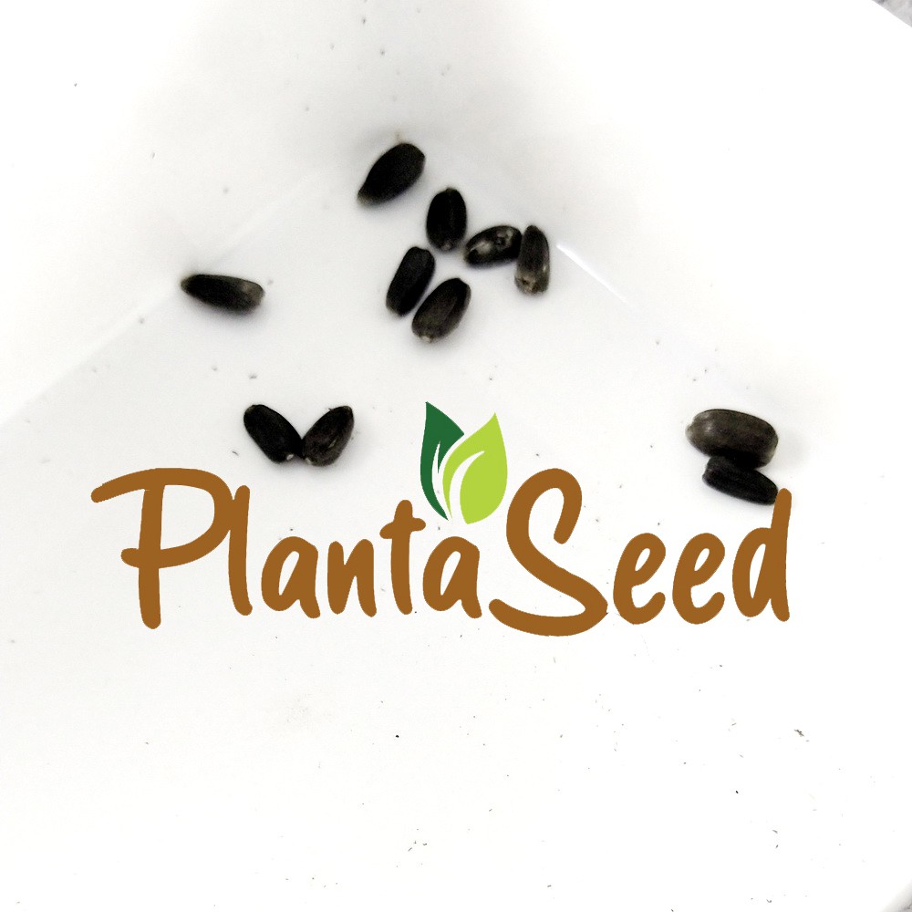 PlantaSeed - 10 Seeds - Teddy Bear Sunflower Biji Bunga - PAS0237