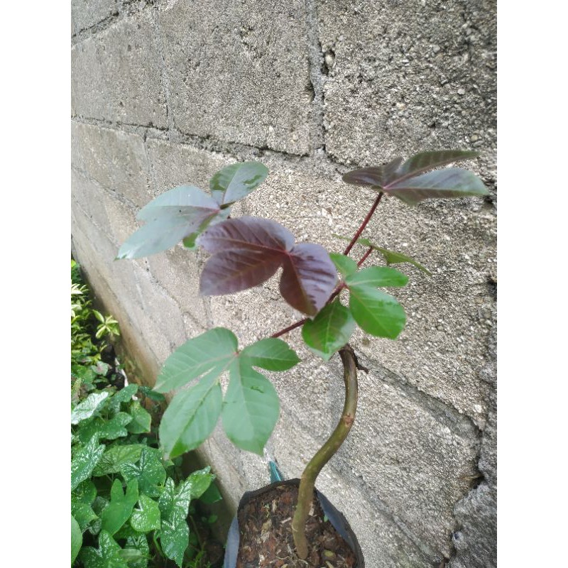 tanaman hias jarak merah - pohon jarak merah daun rimbun