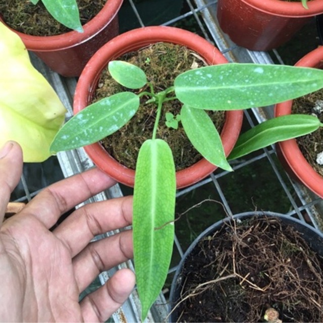 Anthurium warocqueanum