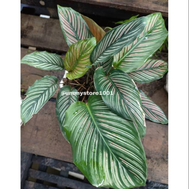 Calathea Batik / Ornata