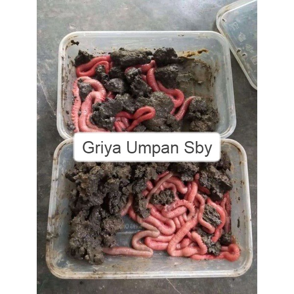 CACING NIPAH UMPAN ANDALAN GALATAMA KOLAM DAN LAUT