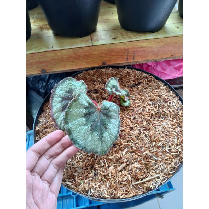 Tamanan hias begonia keong hijau escargot remaja