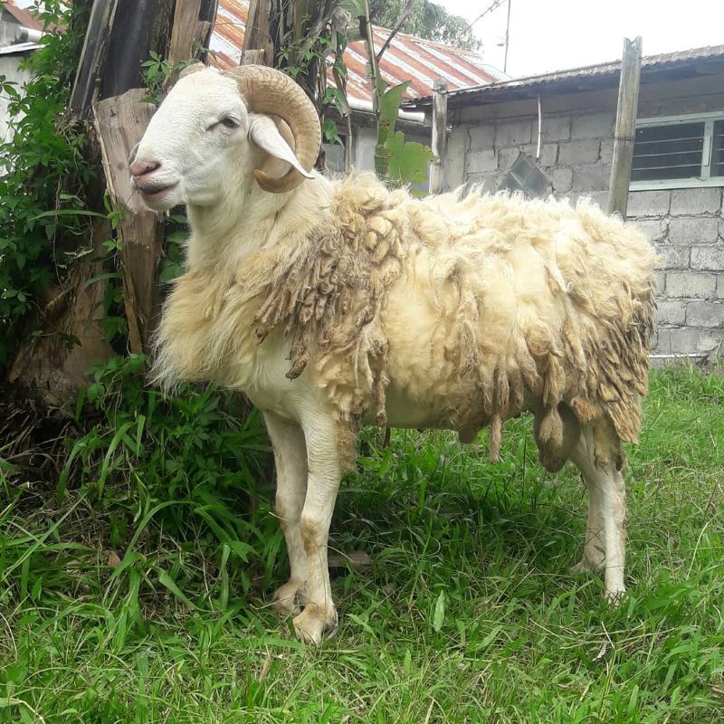 Hewan Qurban Kambing Domba Super