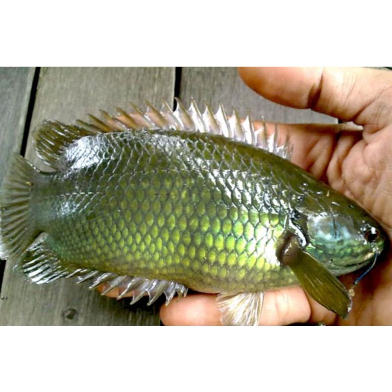 

Ikan Pepuyu, Ikan Betok, Ukuran Sedang, Besar, Berat 500 Grm