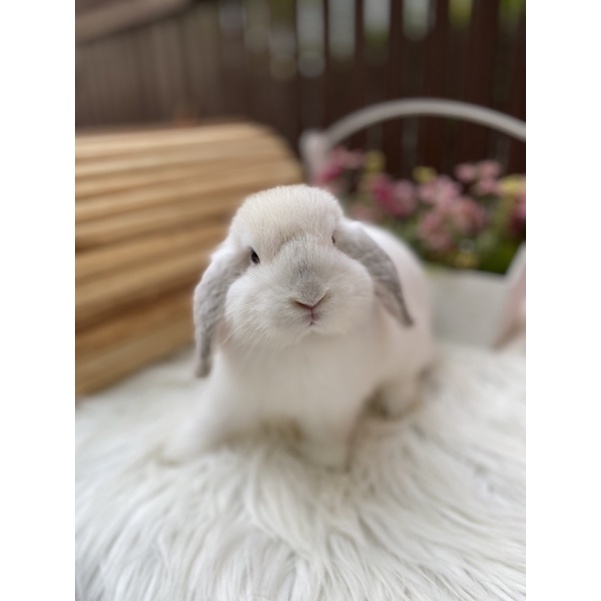 Kelinci Holland Lop Junior Jantan Frosty Popo