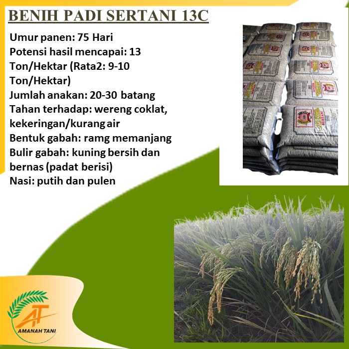 BENIH PADI LAMPUNG MSP SERTANI 13C UMUR PENDEK GENJAH