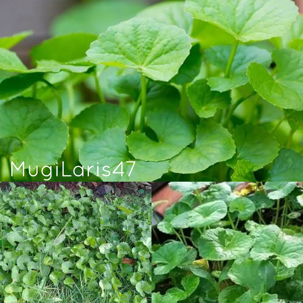 

DAUN ANTANAN SEGAR 100 gram