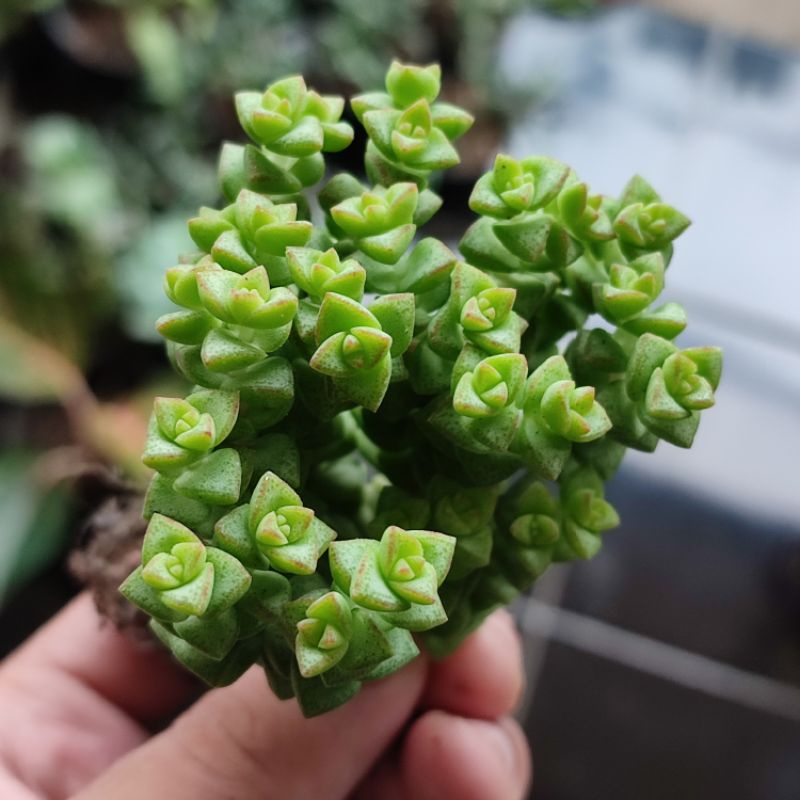 Sukulen Crassula Tom Thumb cluster