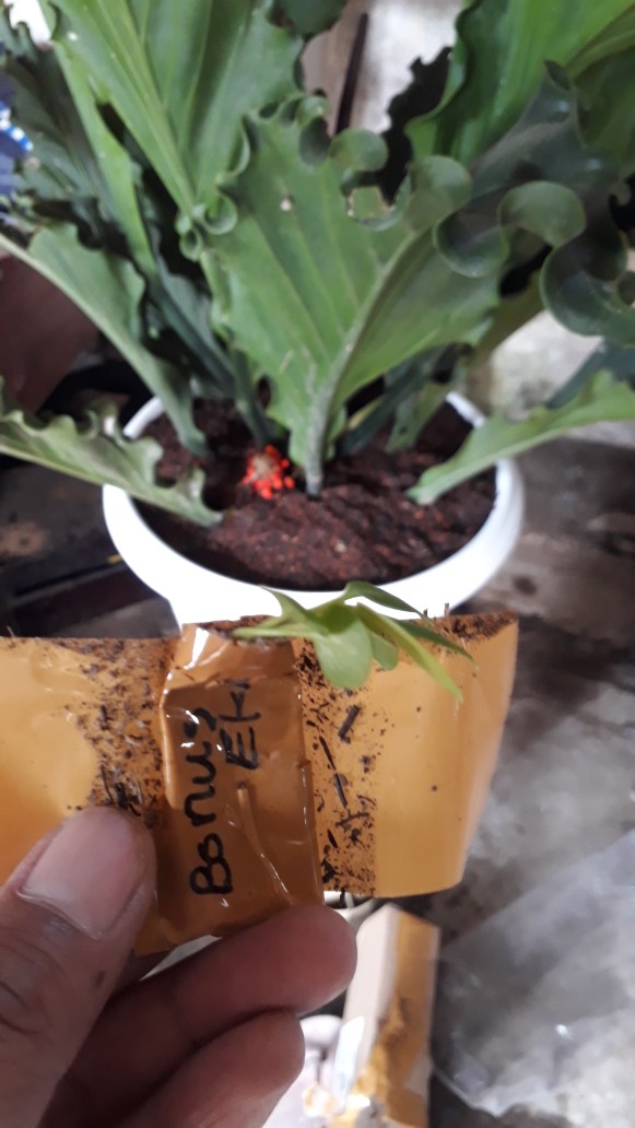 Bibit Anturium Jemani Mangkok Tornado