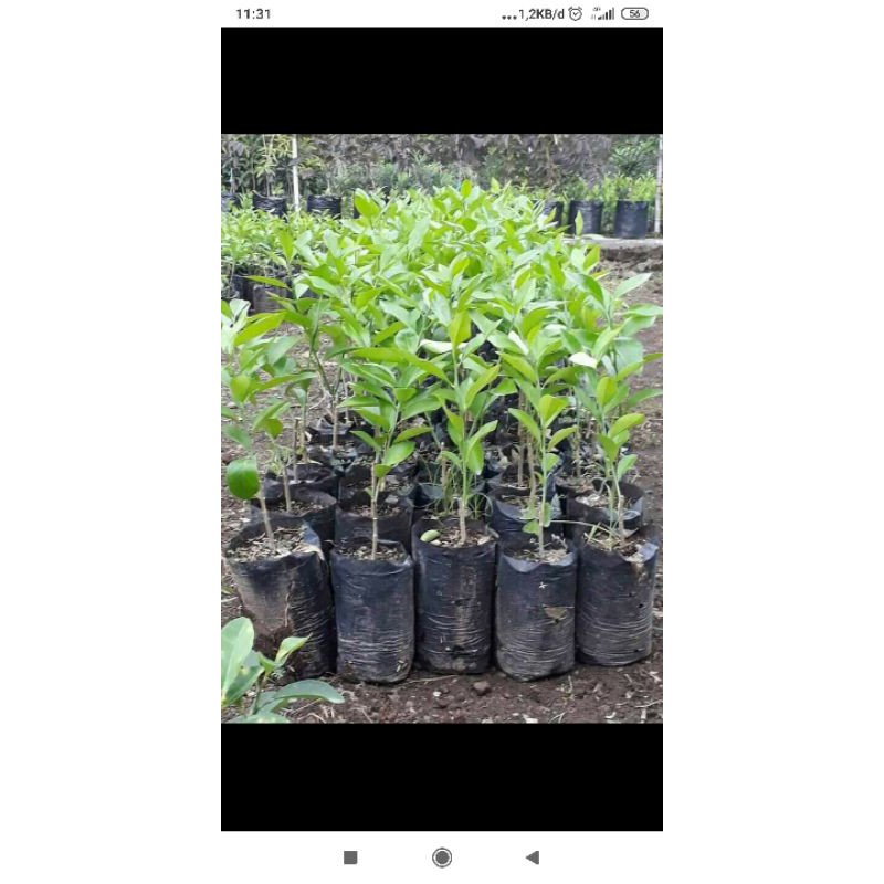 Bibit jeruk lemon import