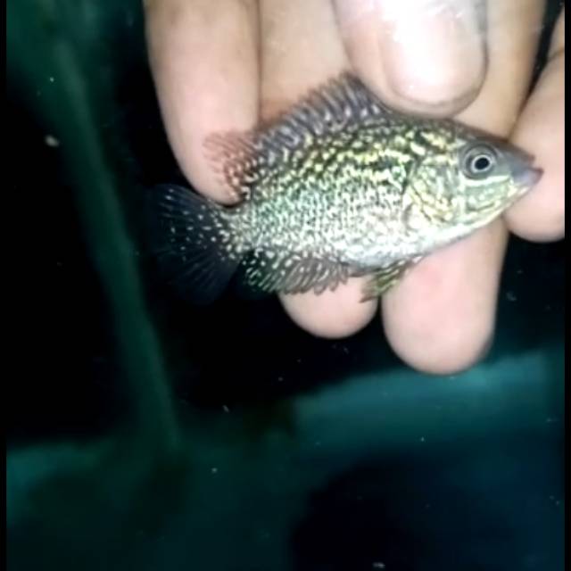 Burayak GB Kamfa High Quality