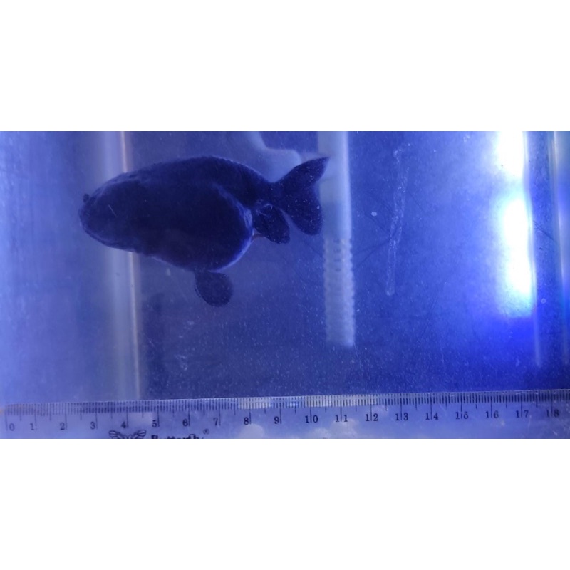 Ranchu Hitam Full Doff 8cm - Ikan Mas koki