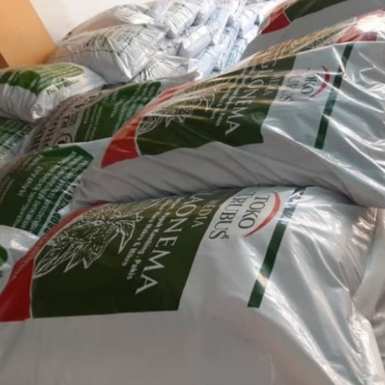 Media tanam AGLONEMA toko trubus