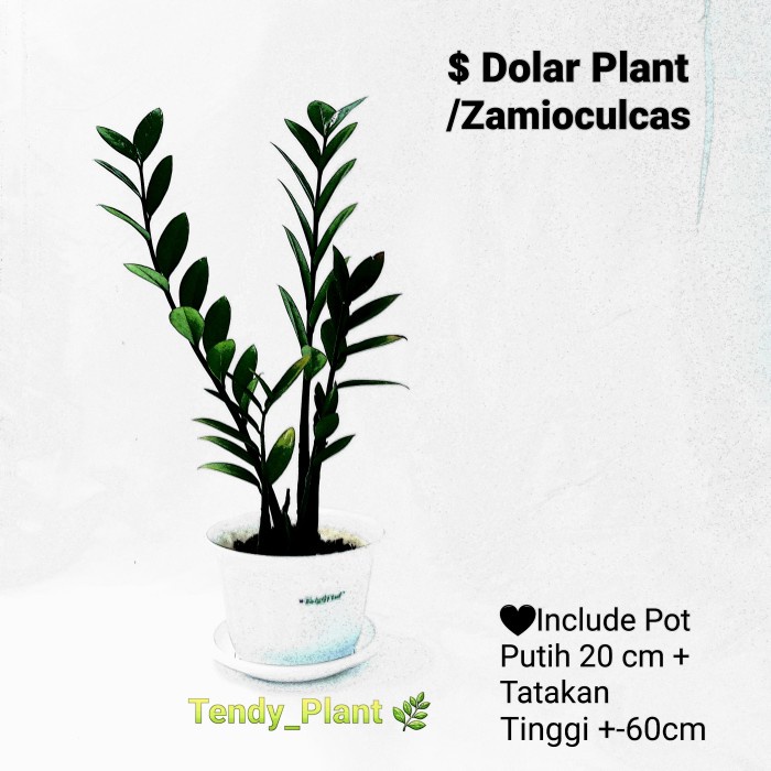 Tanaman $ Dolar plant/Zamioculcas  [NRS]