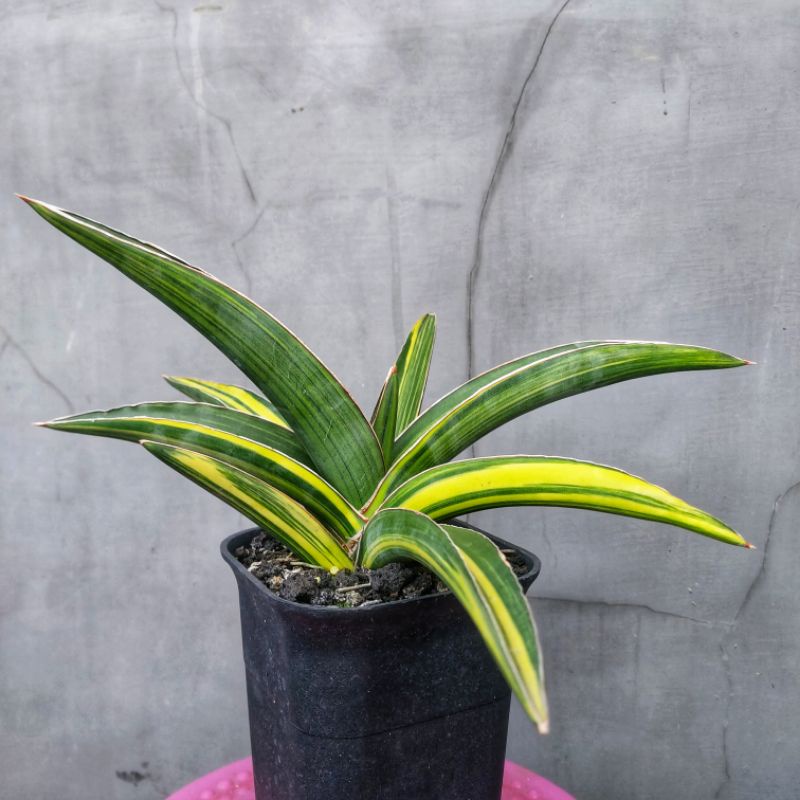 Sansivera Lavranos 23295 Varigata Lapis #04