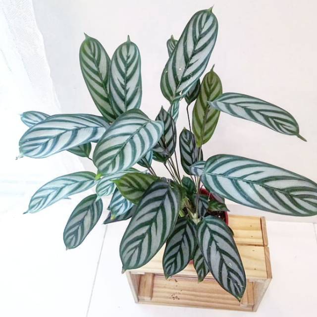 Jual Tanaman Hias Indoor Chalatea Compact Star Kalatea Sentosa Maranta 