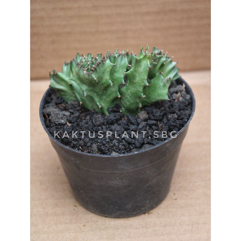 euphorbia lactea cristata