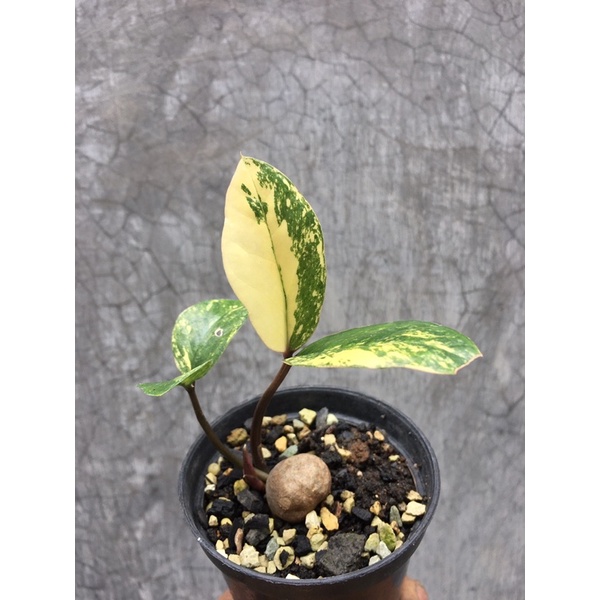 Bibit Tanaman Hias Zamio Culcas ZZ Plant Zamia Varigata