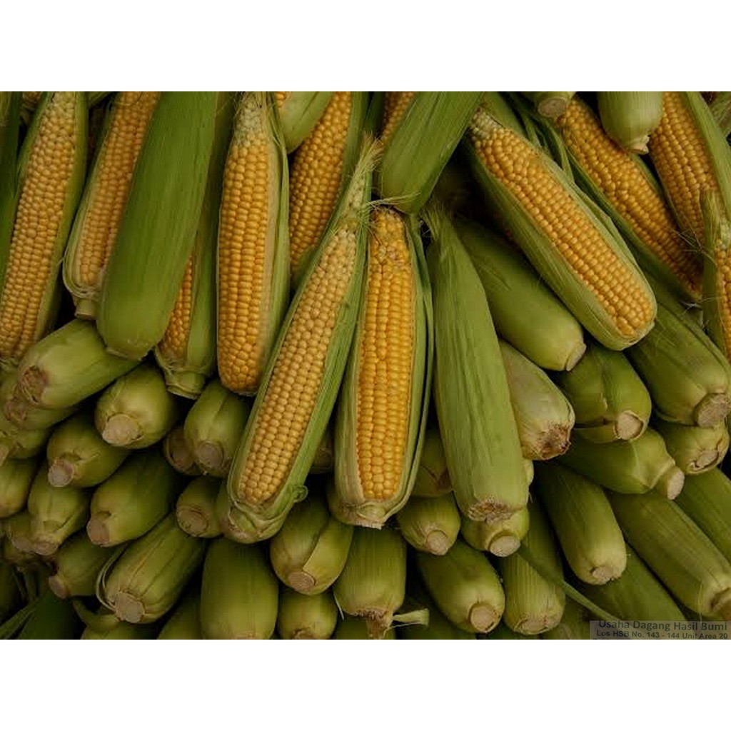 

[Bumi Mart] Jagung Manis | 1KG (3-4 buah) | 500GR