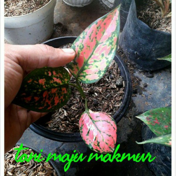 BUNGA AGLONEMA LADY VALENTIN / AGLONEMA LADY VALENTINE anakan murah