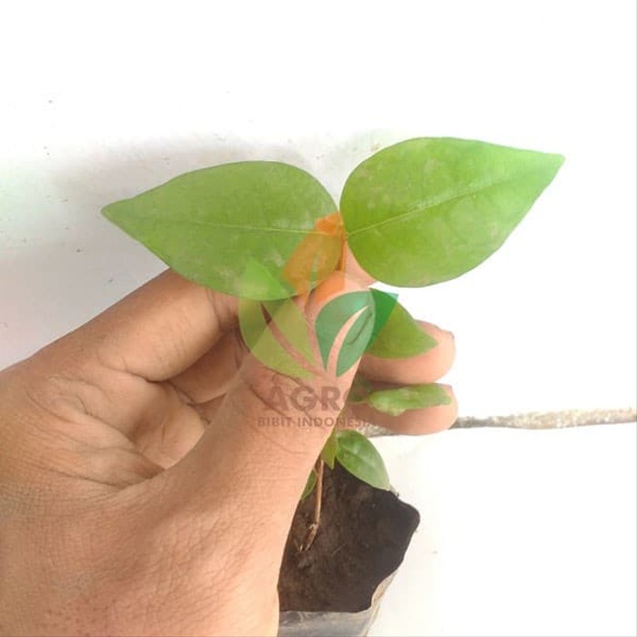 Bibit Buah Dewandaru (Cermai Belanda)