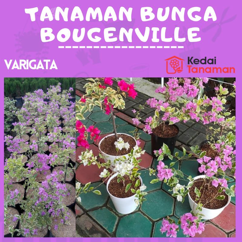 Tanaman Hias Bunga Bougenville Varigata - Bunga Bonsai Bougenville Varigata Berbunga