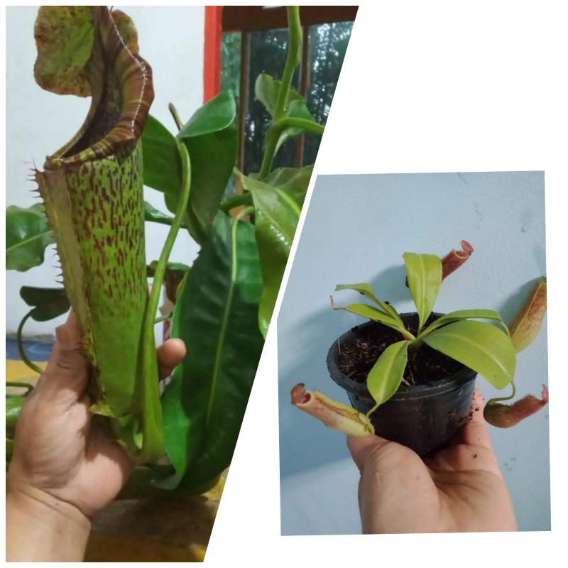 tanaman hias kantung semar/nepenthes maxima sp mamasa sulawesi