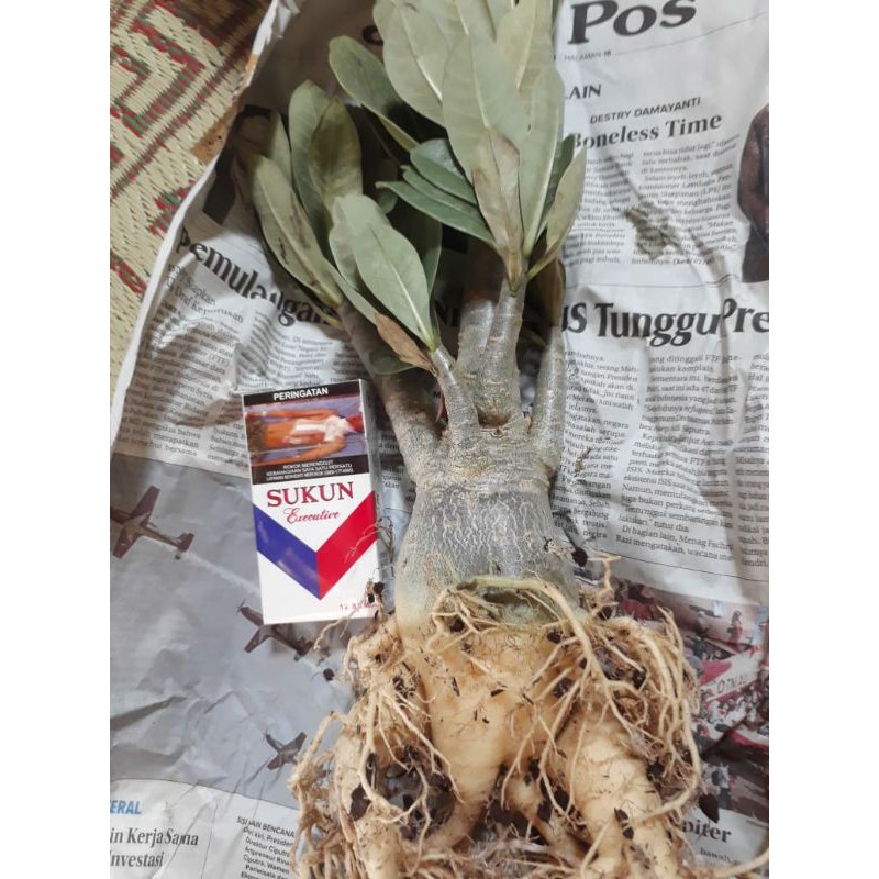 adenium arabicum sudah besar