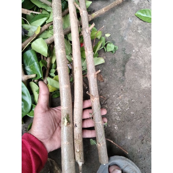 cutting stek batang Sancang ORI