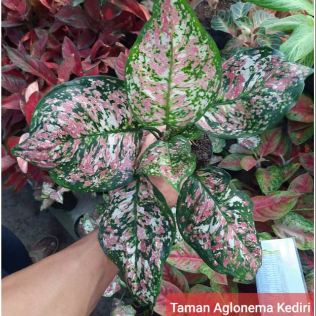 Aglaonema Dud Tri Colour
