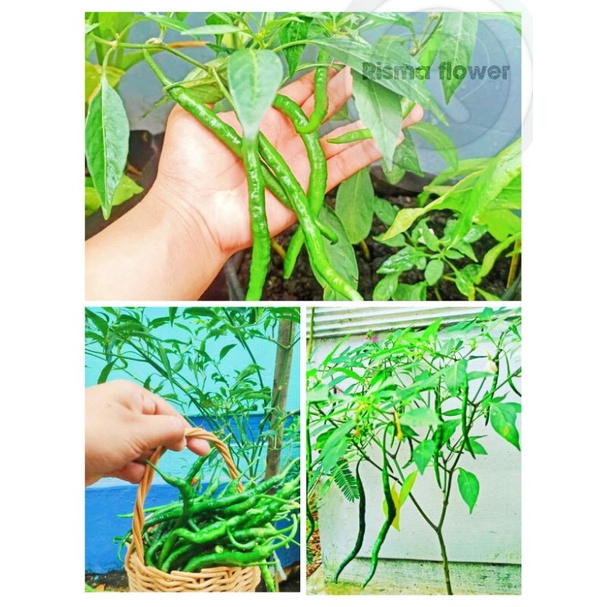 Tanaman pohon cabe keriting ijo / cabe keriting hijau / pohon cabai bumbu dapur / pohon cabai super