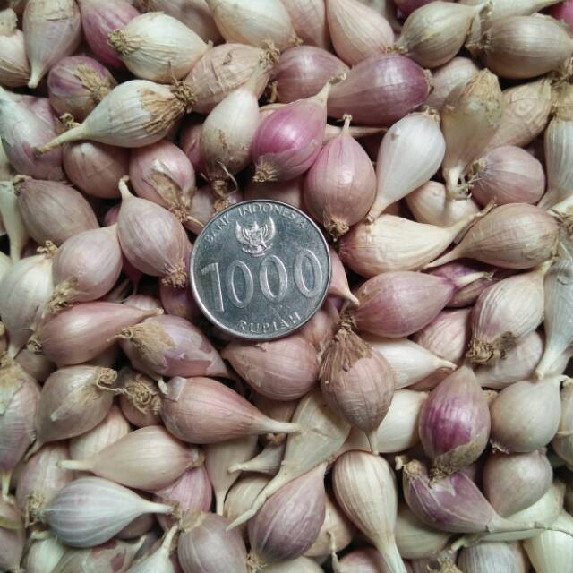 Bawang lanang lokal