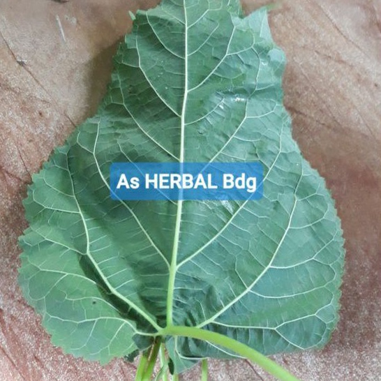 

Daun mulberry daun murbei 250 gram-az
