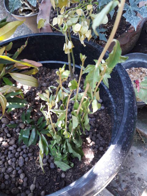 New Produck!! Bibit Cutting Stek Lee Kwan Yew - Lee Kwan Yeu - Tanaman Hias Rambat