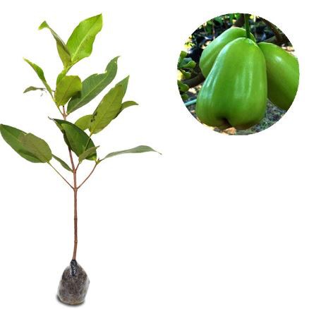 Jambu Air Super Green