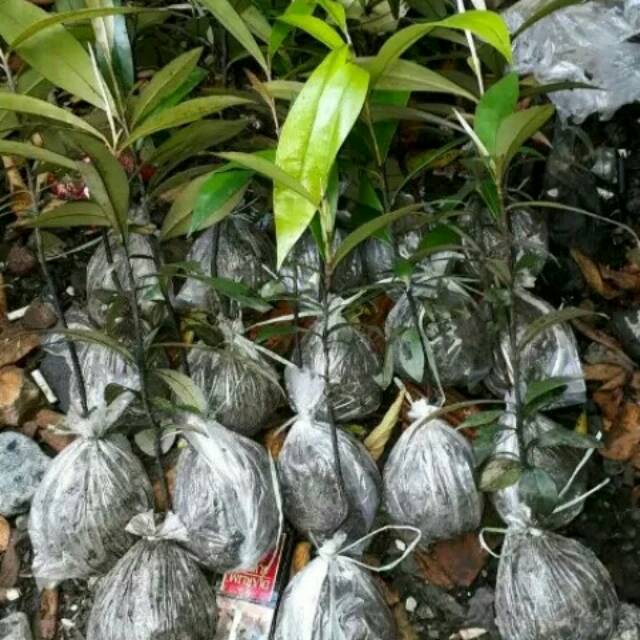 Bibit pohon kayu eboni