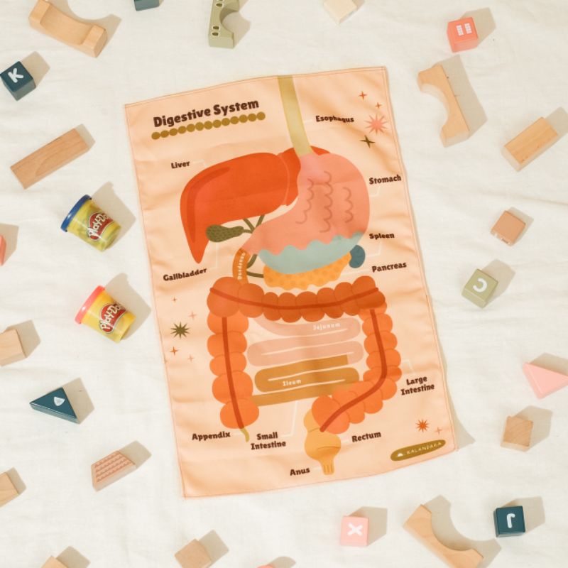 Digestive System Learning Kit – Set Belajar Sistem Pencernaan