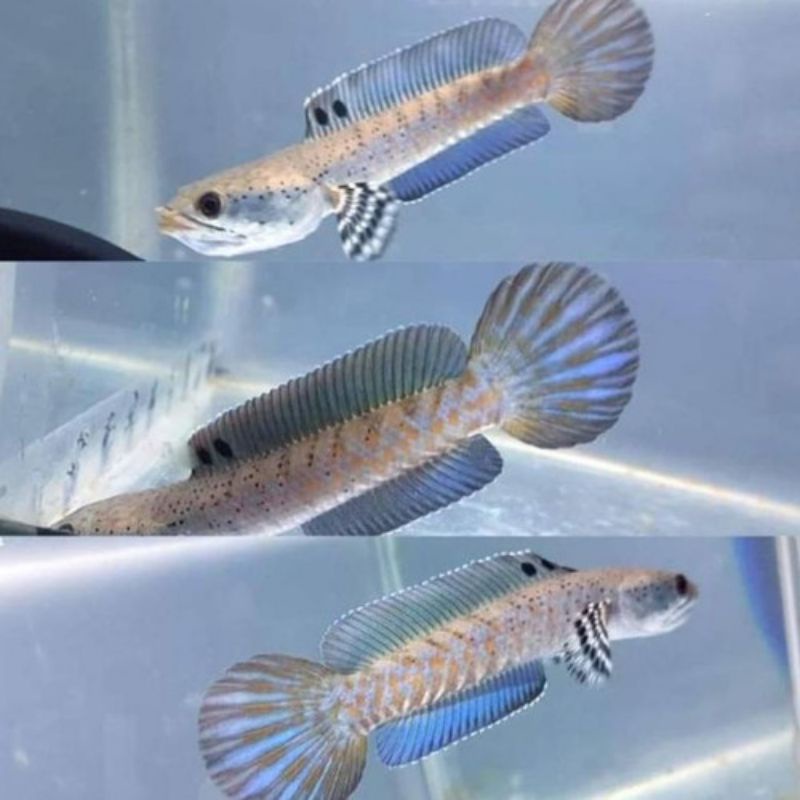 Cana pulcra hiasan aquarium size 7-8cm grad A